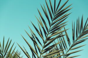 Voeg een vleugje warmte toe aan je interieur met een palm kunstplant!